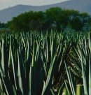 agave fields